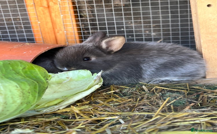 Netherland Dwarf rabbits - Advert 9