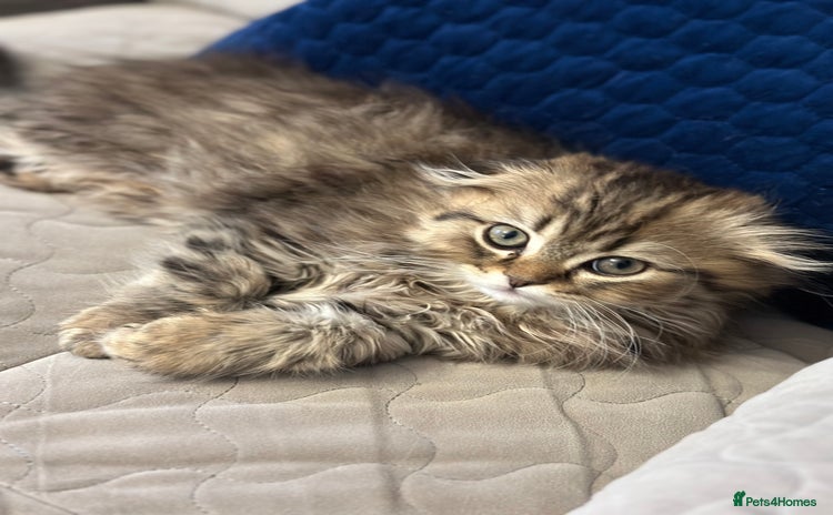 Scottish Fold cats - Advert 3