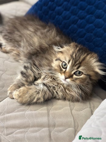 Scottish Fold cats - Advert 2