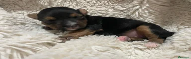 Jack Russell 5