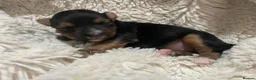 Jack Russell dogs for sale: Jack Russell puppies  in Maidenhead - Advert 9