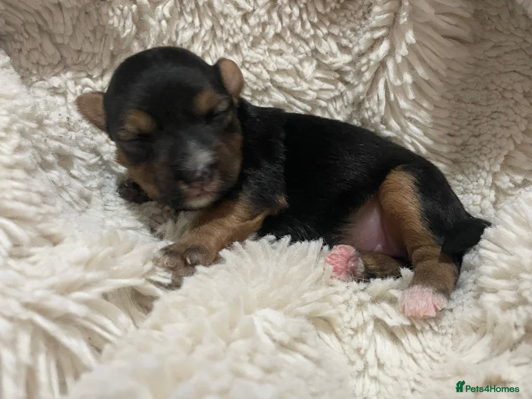Jack Russell dogs for sale: Jack Russell puppies  in Maidenhead - Advert 9
