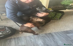 Patterdale Terrier dogs for sale: Sweet little Patterdale girl for sale  - Image 4