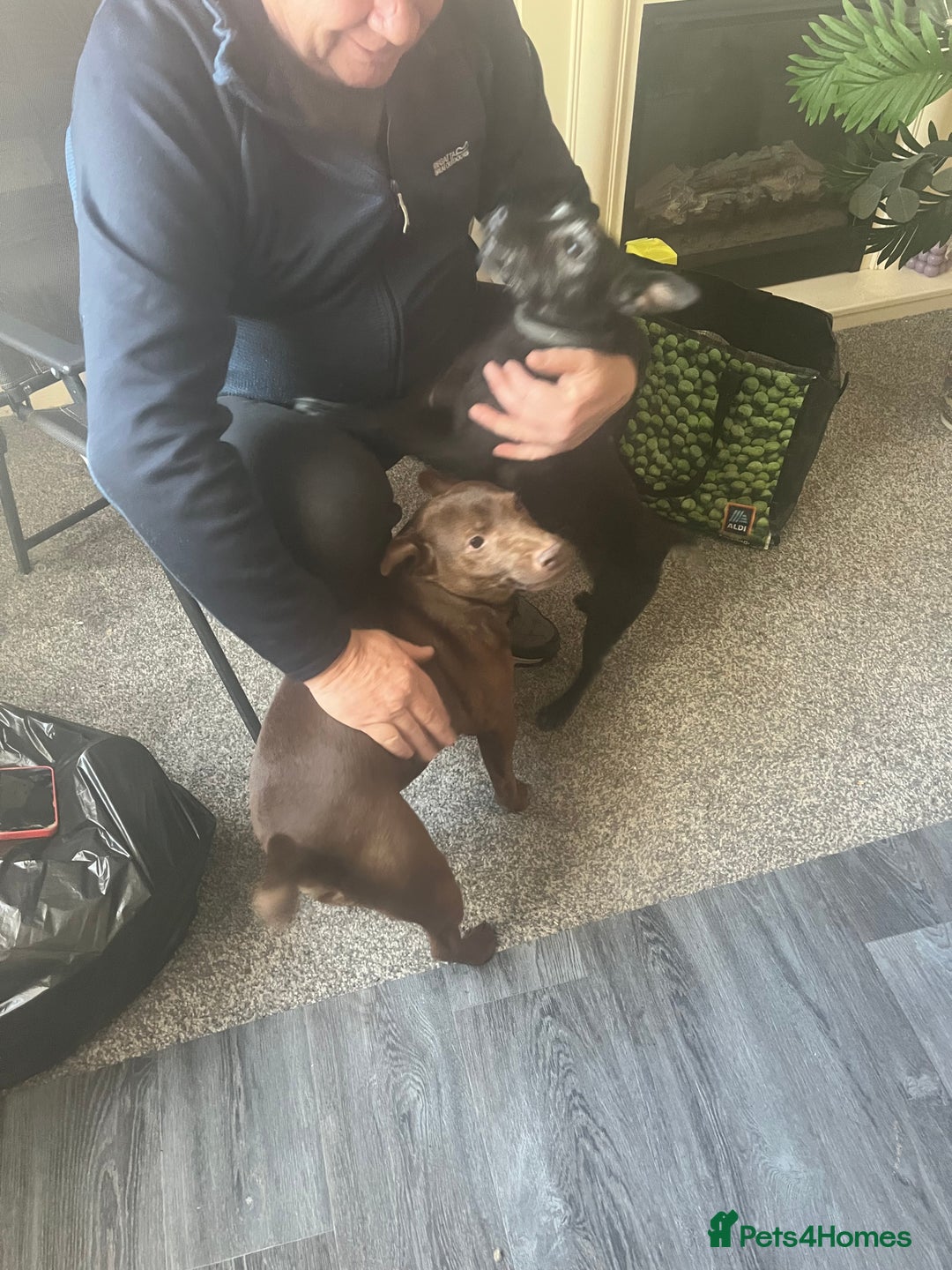 Patterdale Terrier dogs for sale: Sweet little Patterdale girl for sale  - Image 4