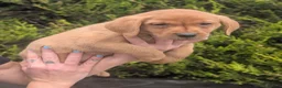 Labrador Retriever dogs for sale: KC Reg Labrador Puppies  in Bradford - Advert 8