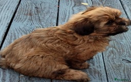 Shih Tzu dogs for sale: 1 boy available  - Image 3