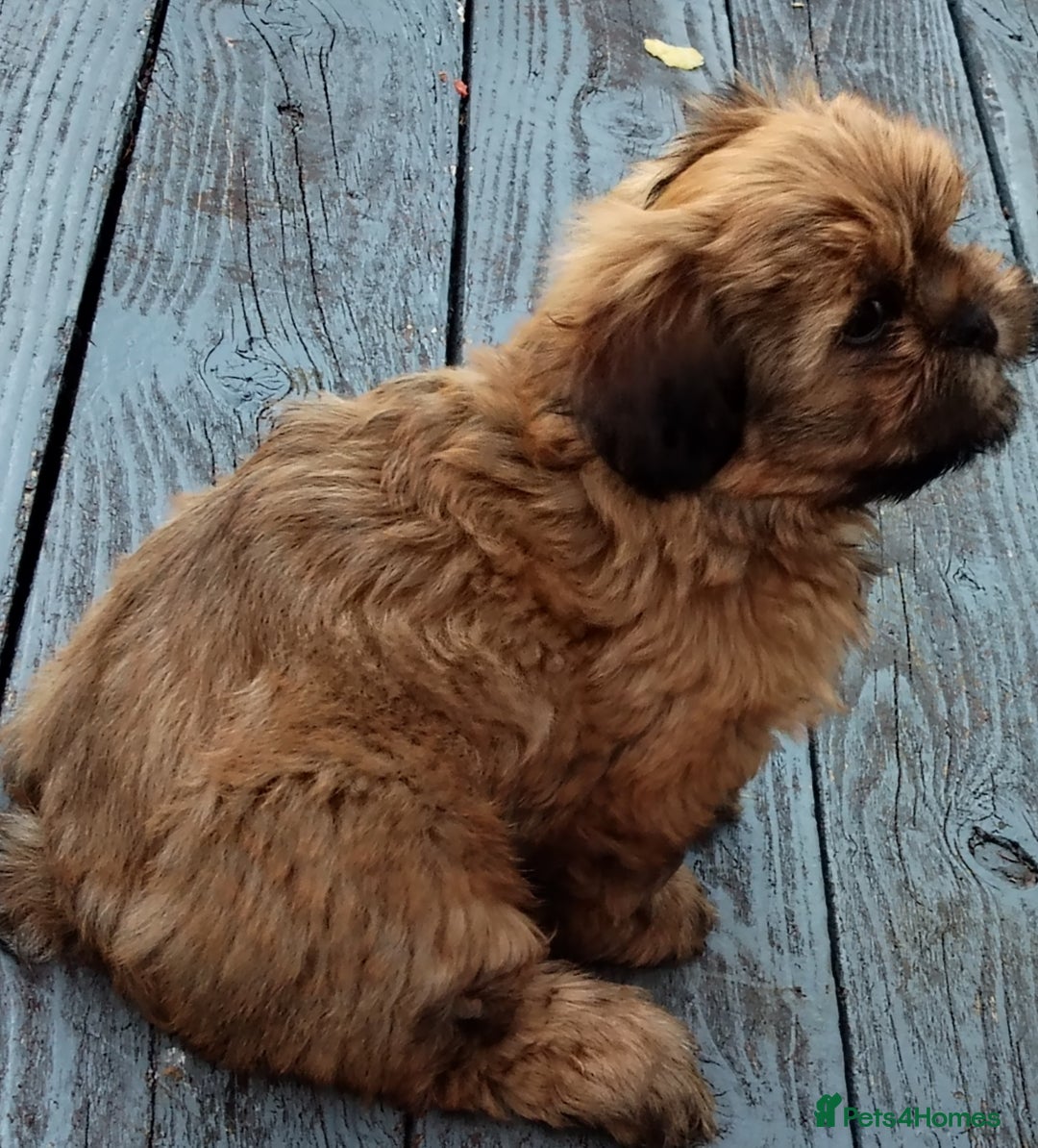 Shih Tzu dogs for sale: 1 boy available  - Image 3