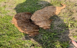 Cockapoo dogs for sale: Red Cockapoos for sale - Image 2