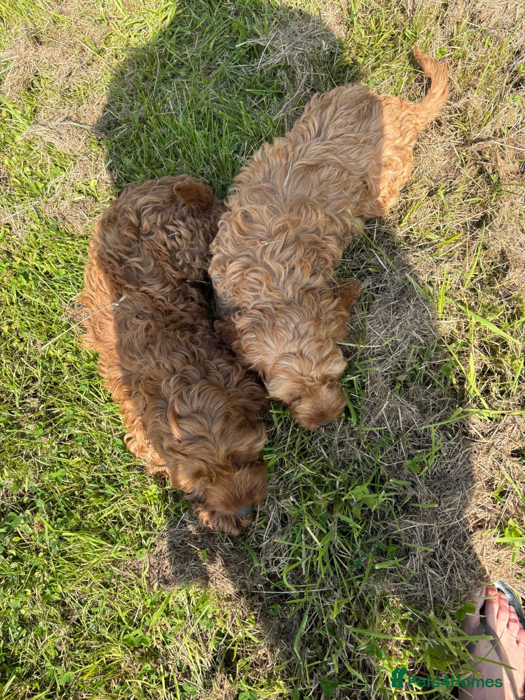 Cockapoo dogs for sale: Red Cockapoos for sale - Image 2