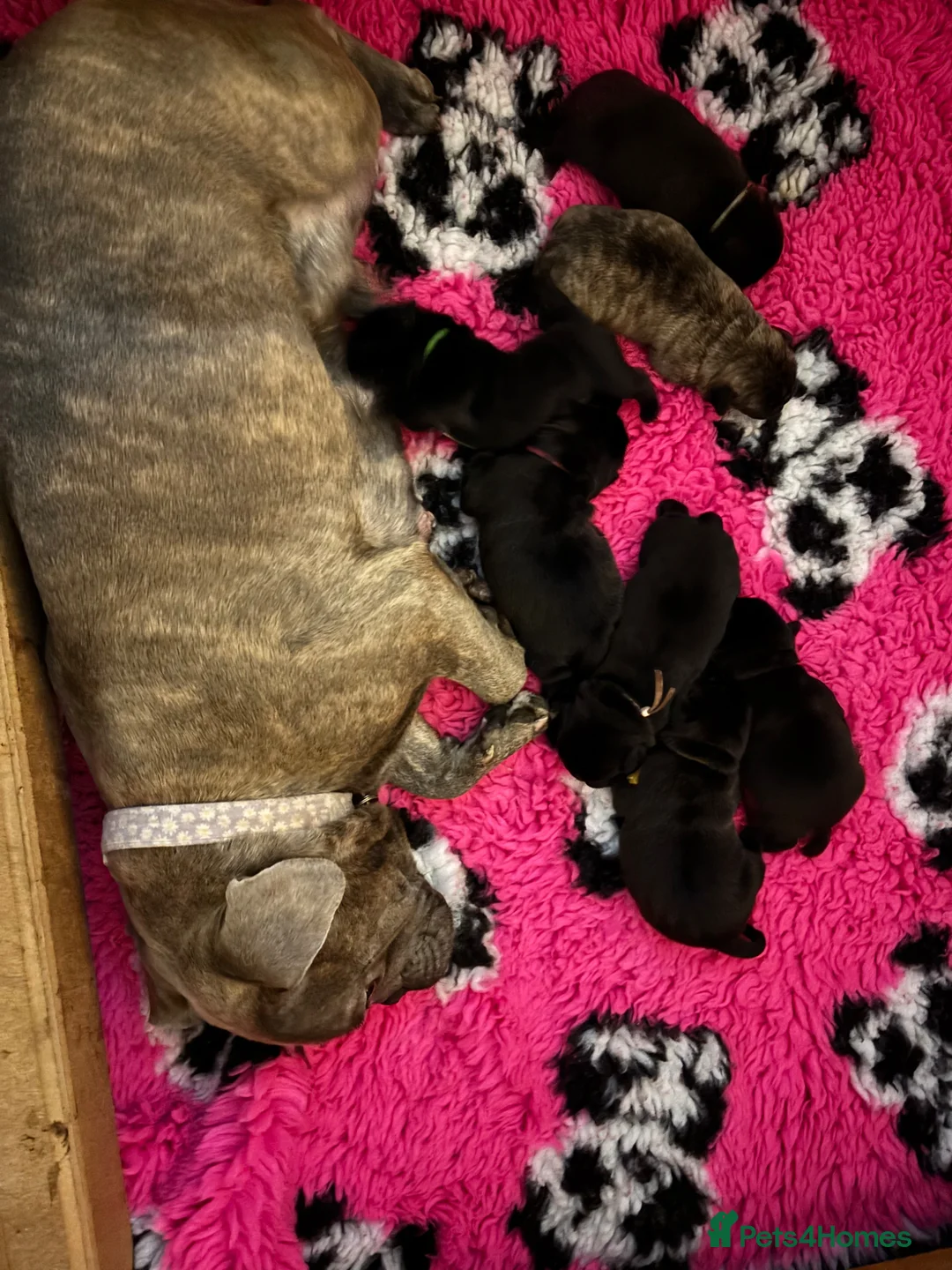 Mixed Breed dogs for sale: Gorgeous frug x English puppies  - Advert 2