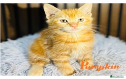 Mixed Breed cats for sale: 🎃 4 Pumpkin Gingers & 2 Phantom Kittens 👻 - Image 22