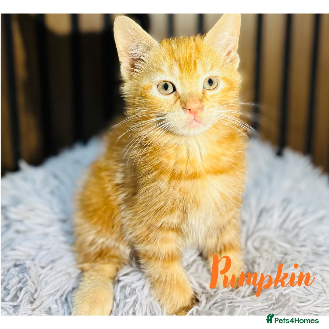 Mixed Breed cats for sale: 🎃 4 Pumpkin Gingers & 2 Phantom Kittens 👻 - Image 22