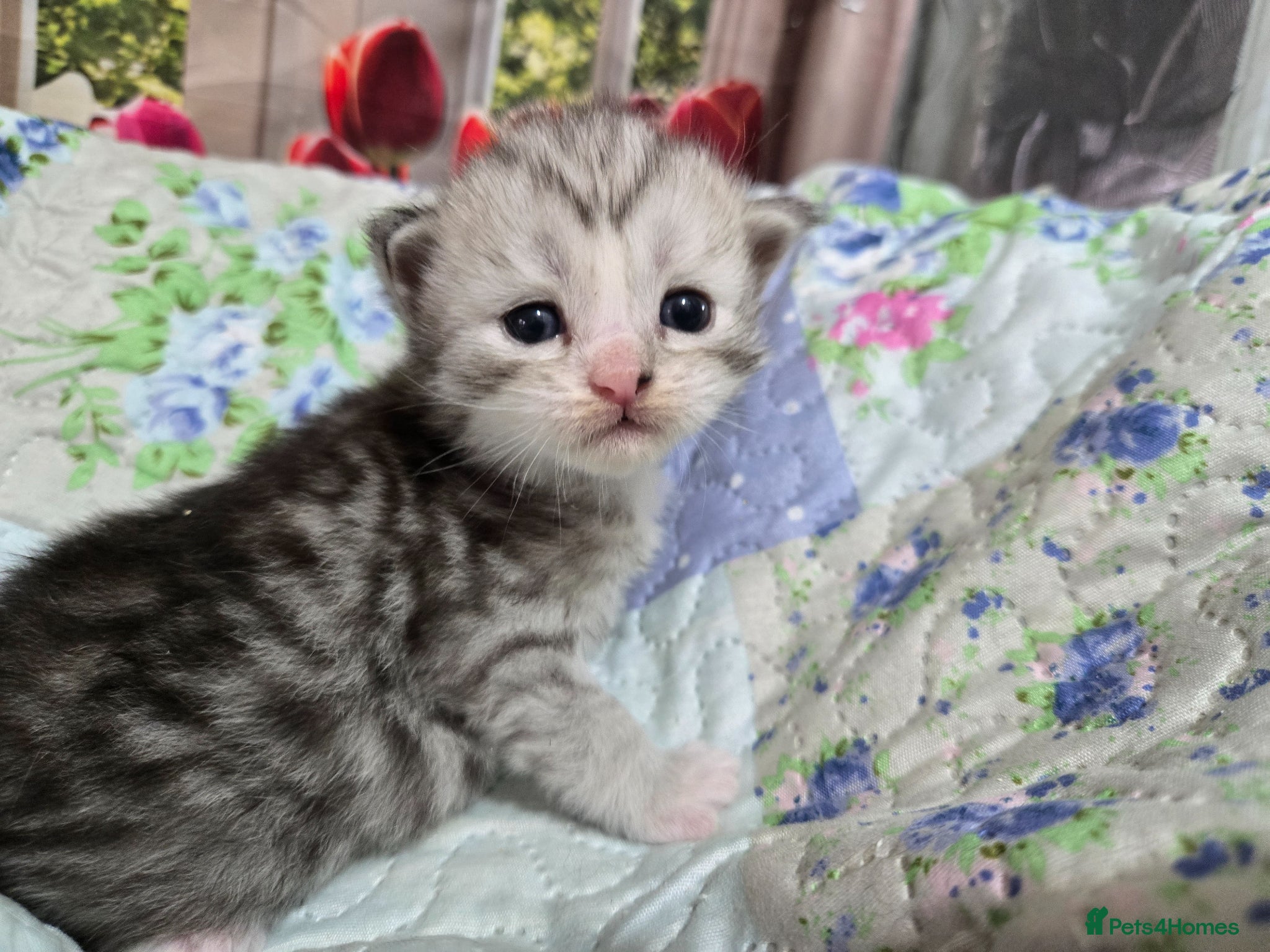 Maine Coon cats Stunning Maine Coon kittens - Advert 2