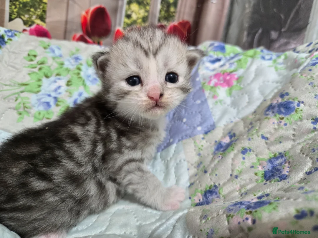 Maine Coon cats for sale: Stunning Maine Coon kittens - Advert 2