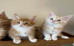 Maine Coon cats for sale: GCCF Pedigree Maine Coons  - Image 9