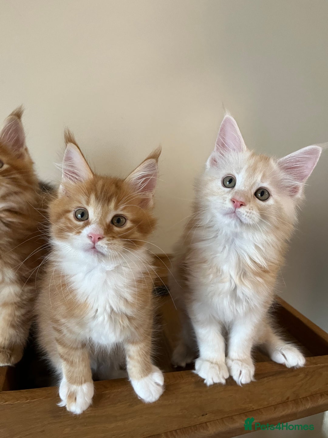 Maine Coon cats for sale: GCCF Pedigree Maine Coons  - Image 9