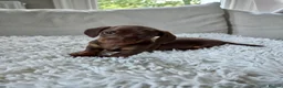 Miniature Dachshund dogs for sale: KC REGISTERED MINIATURE DACHSHUND PUPPIES - Advert 3