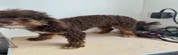 Toy Poodle dogs for sale: Toy poodle girl - Advert 3