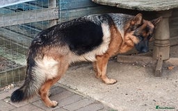 German Shepherd dogs for sale: Male German Shepherd for sale - Image 5