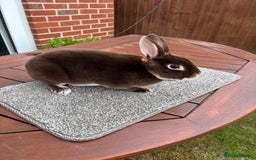 Rex rabbits for sale: Stunning Purebred Chocolate Otter Mini Rex - Image 5