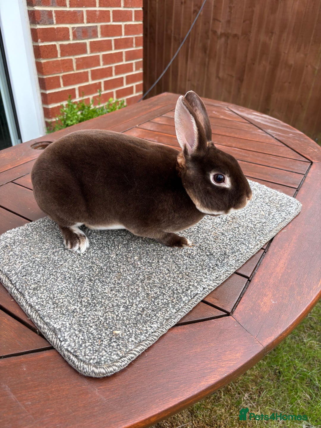 Rex rabbits for sale: Stunning Purebred Chocolate Otter Mini Rex - Image 5