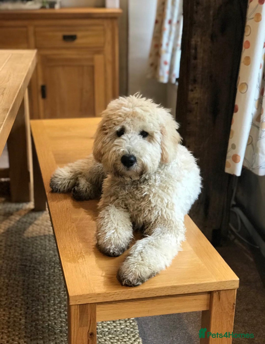 Mini Goldendoodle dogs for stud: Mini Doodle Stud: Multi-Gen, Health Tested, Proven - Advert 9