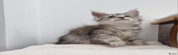 Maine Coon cats for sale: Pedigree GCCF Maine Coon Kitten available  - Advert 17