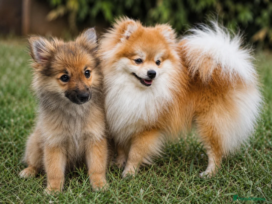 Pomeranian dogs for sale: Girl Pom  - Advert 4