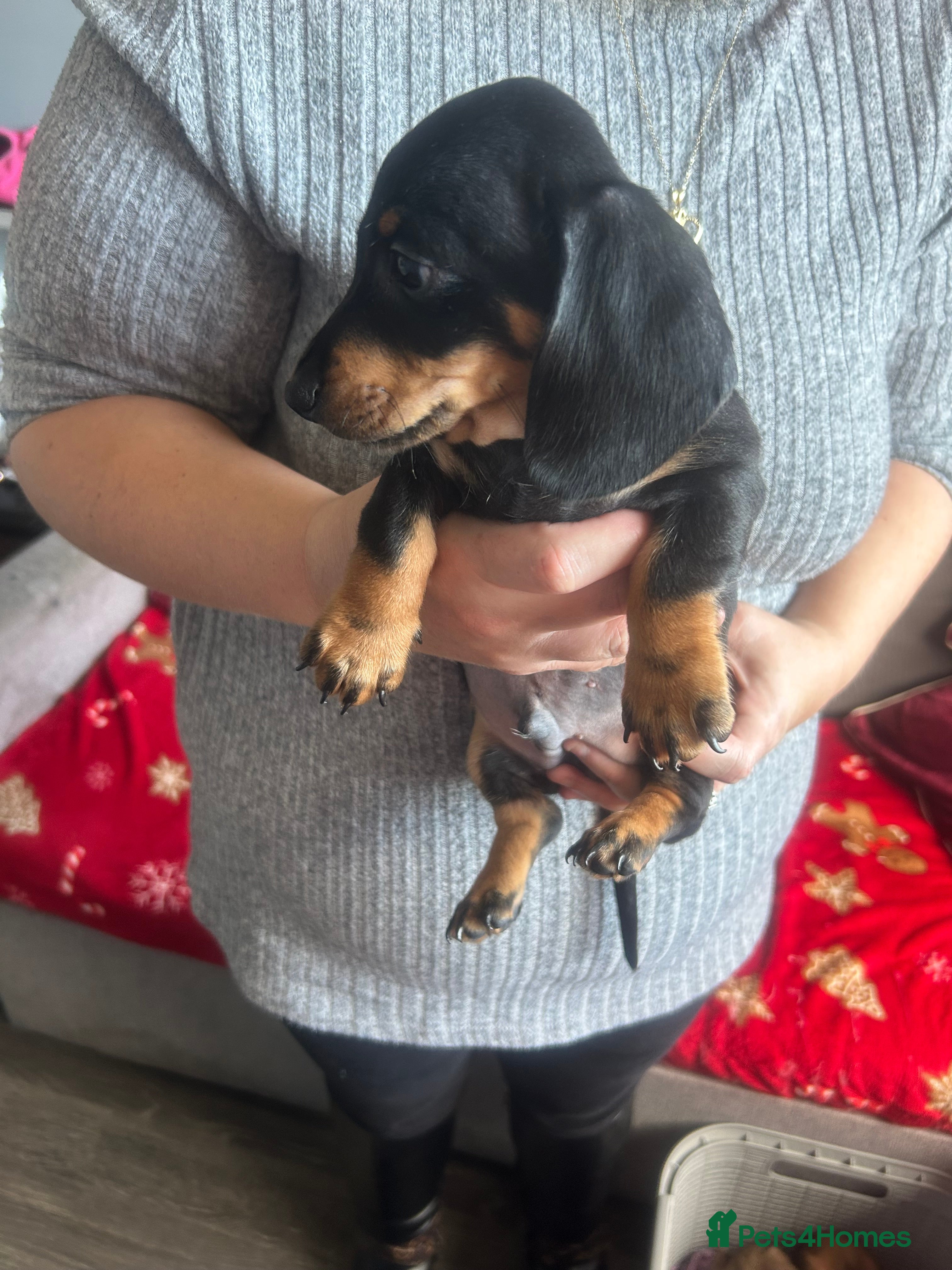 Miniature Dachshund dogs Miniature dachshund puppy’s READY TO LEAVE - Advert 6