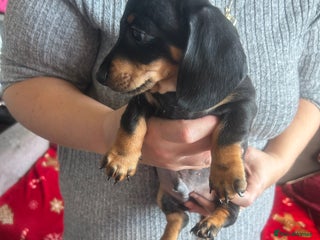 Miniature Dachshund dogs Miniature dachshund puppy’s READY TO LEAVE - Advert 1