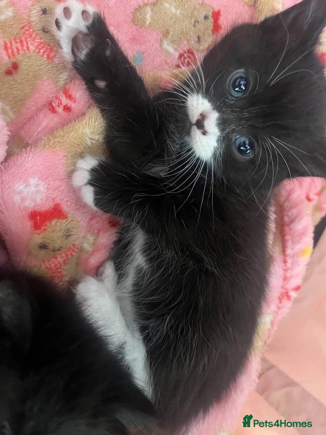 Mixed Breed cats for sale: Black and white fluffy kittens  - Advert 2