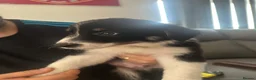 Border Collie dogs for sale: Border collie puppies in Tranent - Advert 27