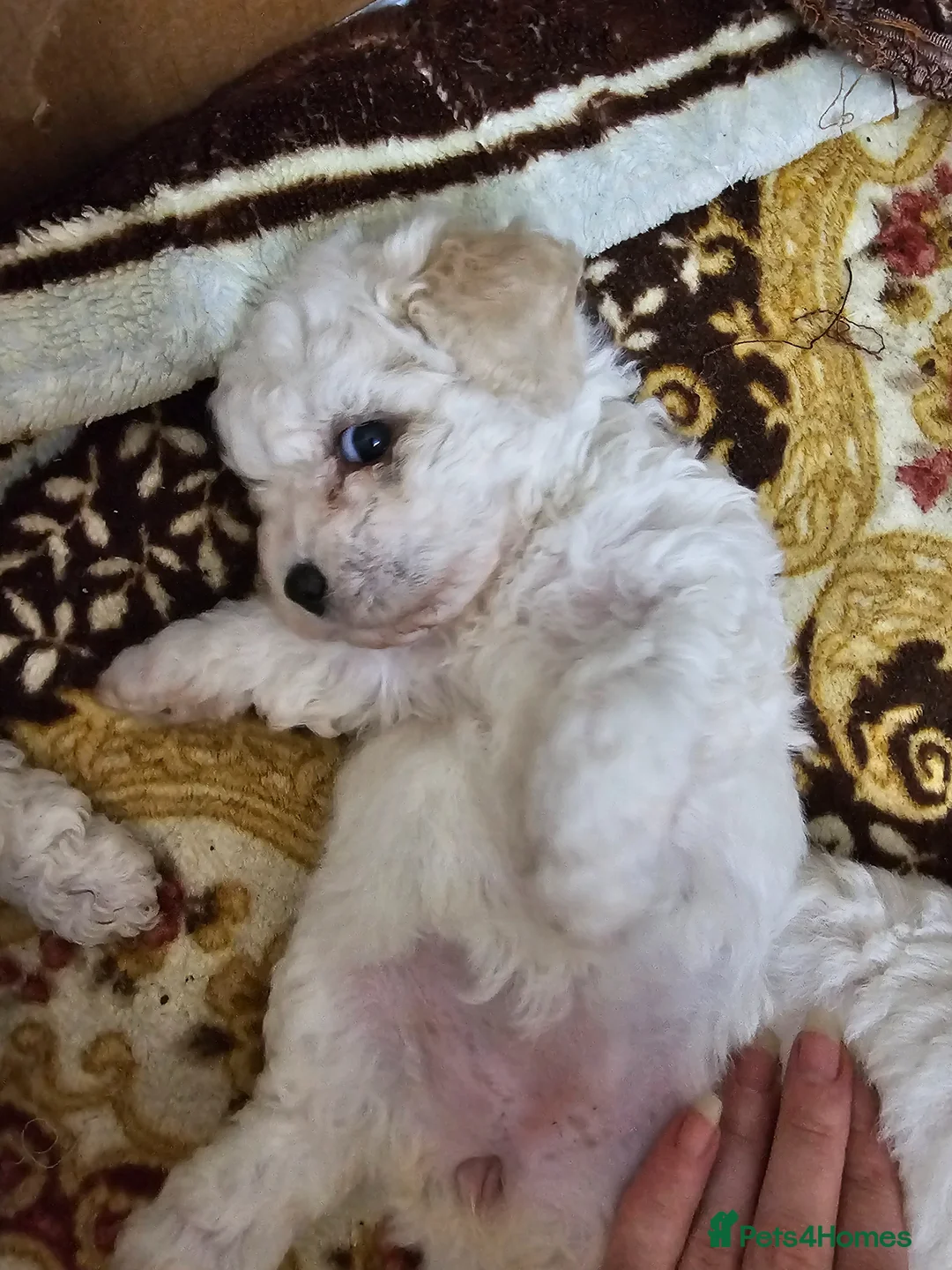 Bichon Frise dogs for sale: Bichon frise  in Stourbridge - Advert 6