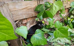 British Shorthair cats for sale: Kittens in Northampton - Image 8