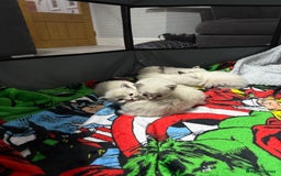 Ragdoll cats for sale: 7 beautiful lynx blue/seal point ragdoll kittens - Image 2