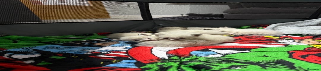Ragdoll Kitten 1