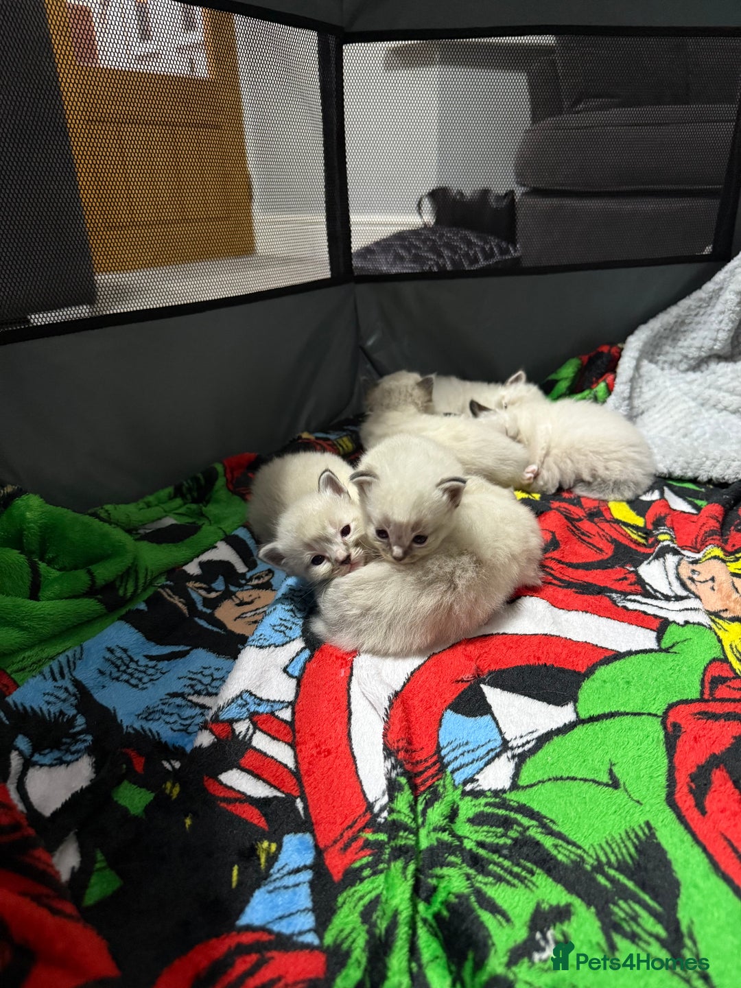 Ragdoll cats for sale: 7 beautiful lynx blue/seal point ragdoll kittens - Image 2