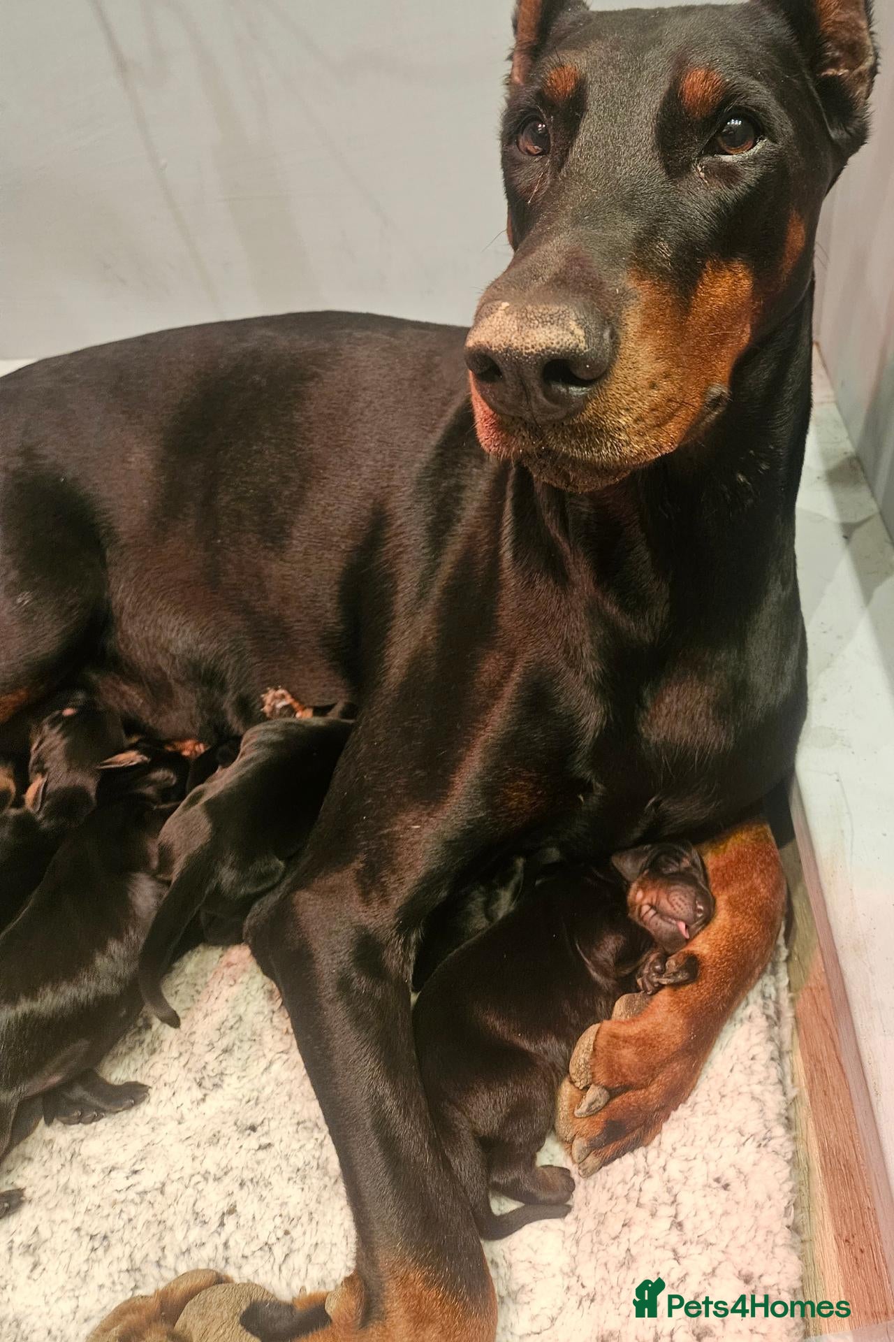 Dobermann dogs for sale: Kc registered Doberman puppies - Advert 15