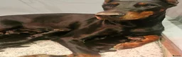 Dobermann dogs for sale: Kc registered Doberman puppies in Rugby - Advert 1