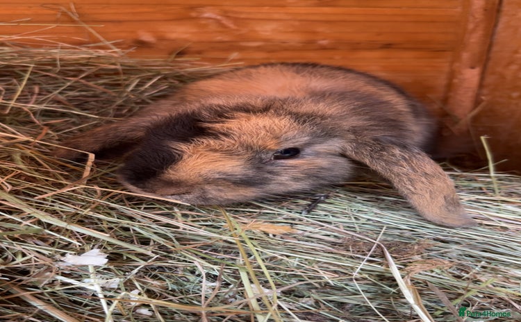 Mixed Breed rabbits Young tortoise shell bunny  - Advert 5