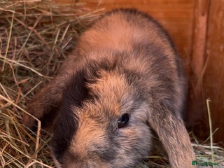 Mixed Breed rabbits for sale: Young tortoise shell bunny - Advert 1