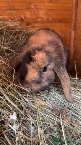 Mixed Breed rabbits Young tortoise shell bunny - Advert 1