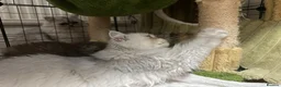 Persian cats for sale: Stunning Persian chinchilla kittens  - Advert 23