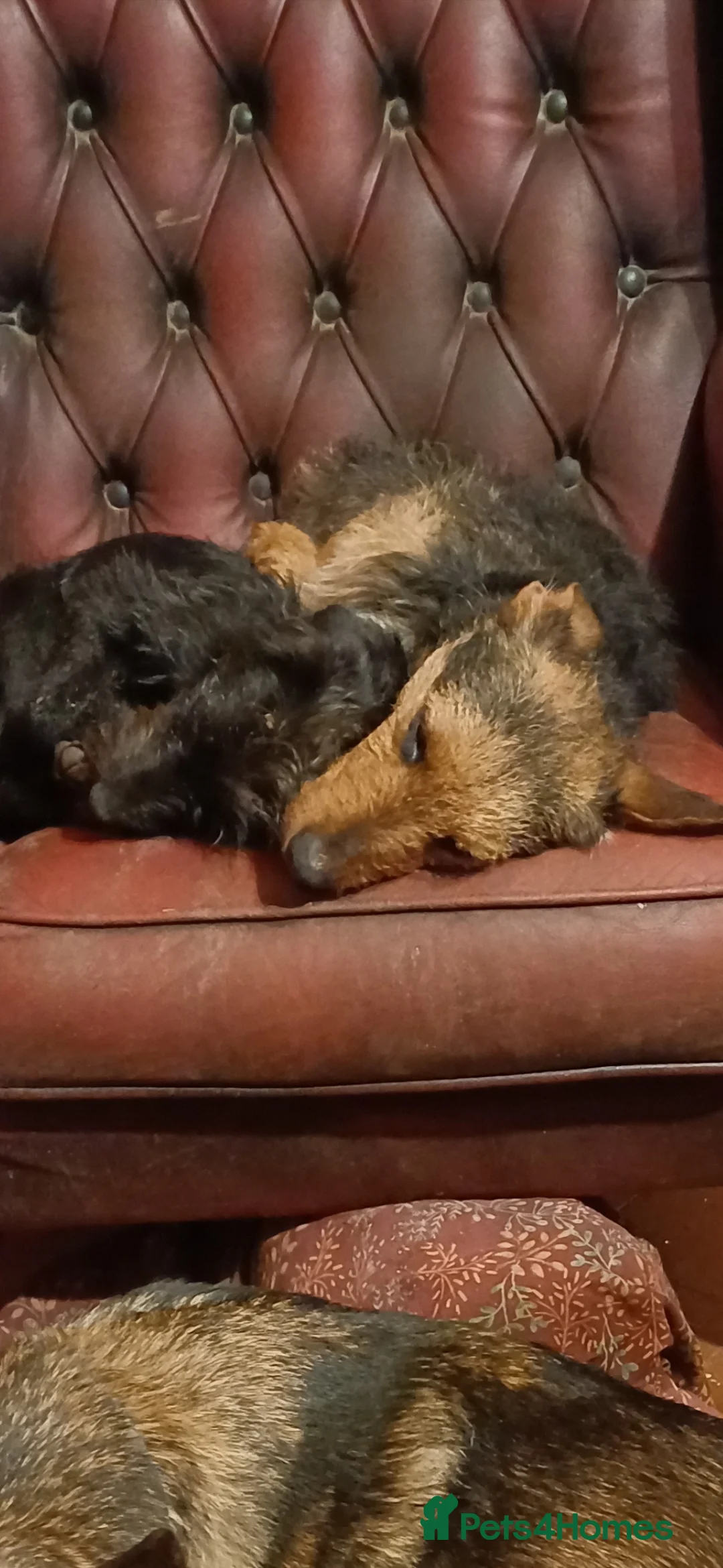 Jackapoo dogs for sale: Adorable Jackapoo Puppies  - Advert 8