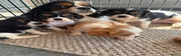 Cavalier King Charles Spaniel dogs for sale: Cavalier King Charles puppies - Advert 4