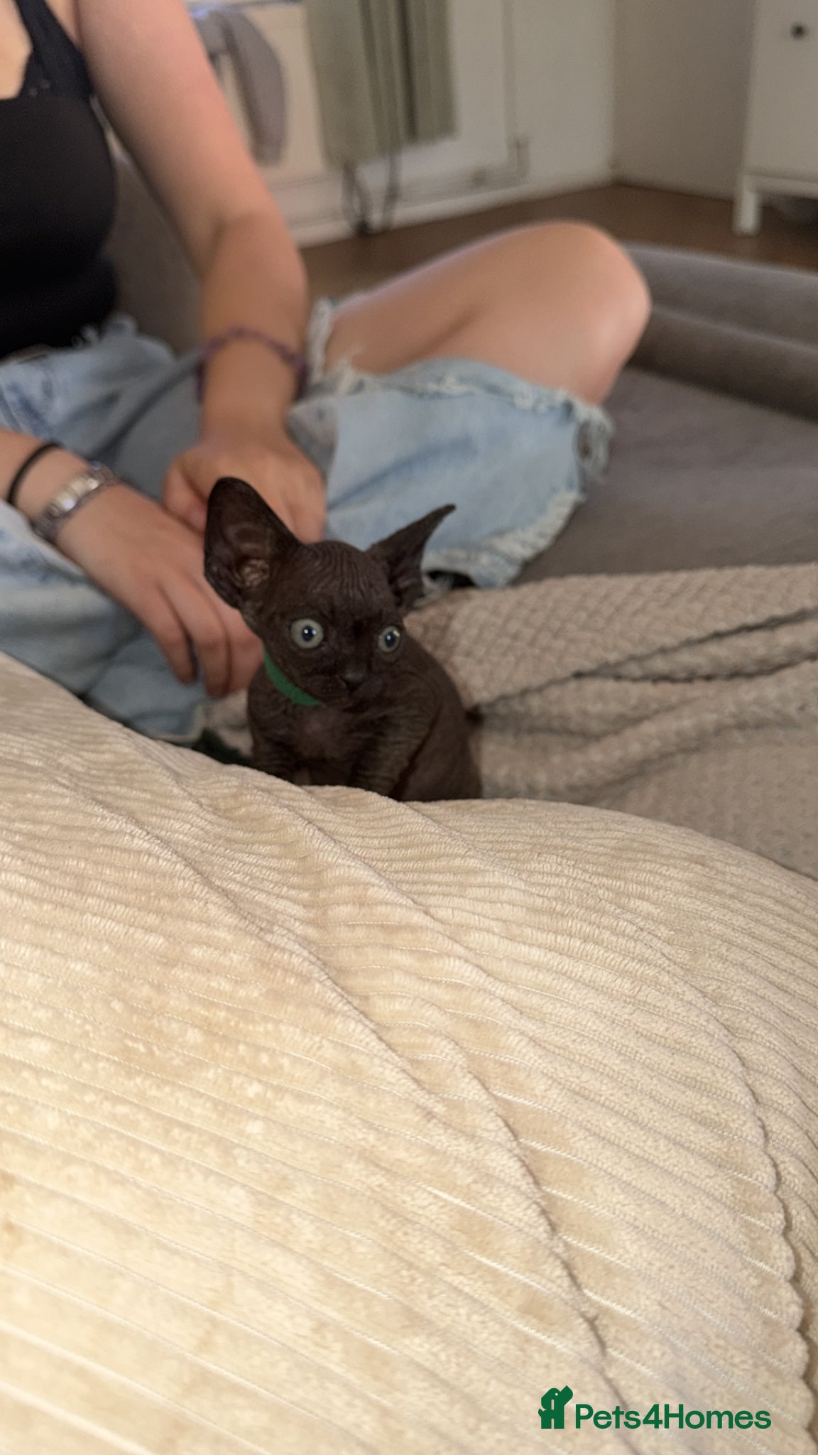 Sphynx cats 3 beautiful black male Sphynx kittens - Advert 17