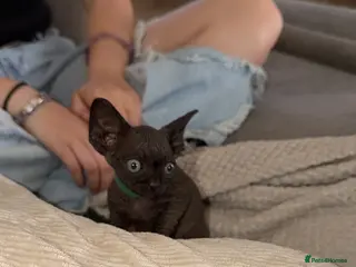 Sphynx cats 3 beautiful black male Sphynx kittens - Advert 2