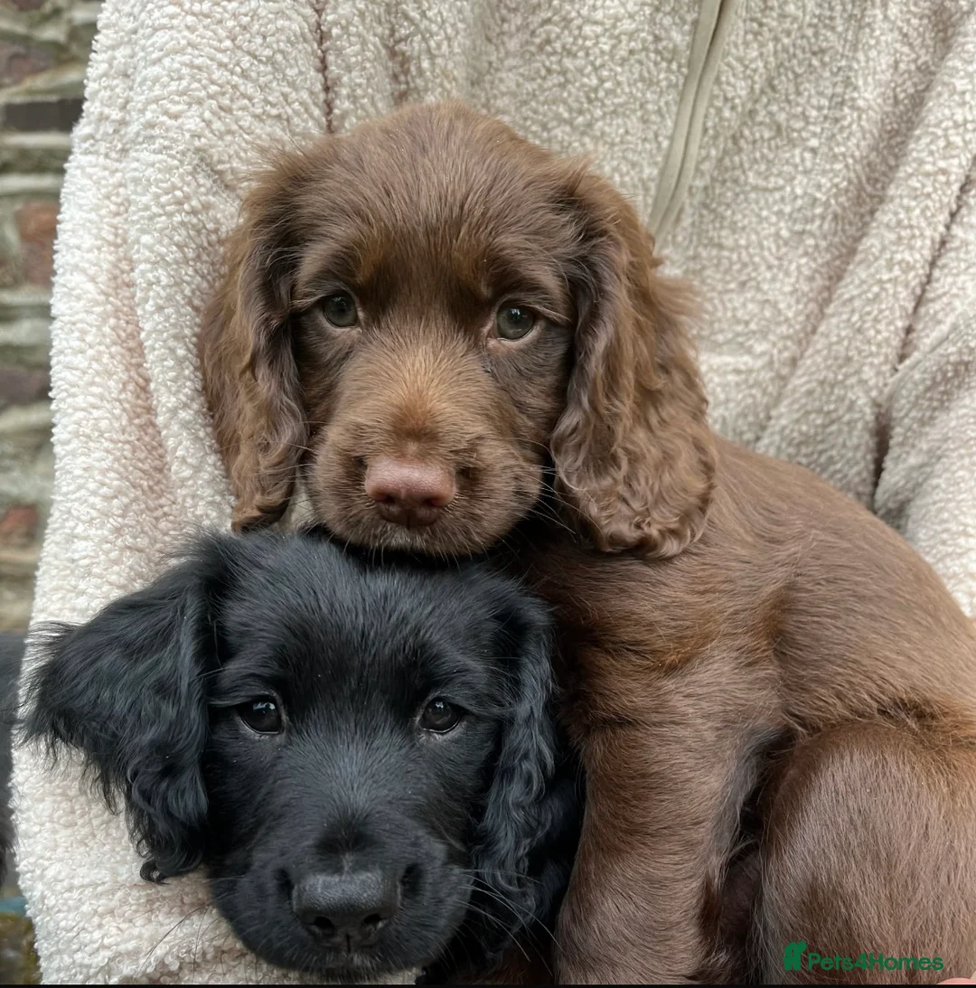 Cocker Spaniel dogs for stud: Fully KC Registered Black Cocker Spaniel for stud  in Tiverton - Advert 6