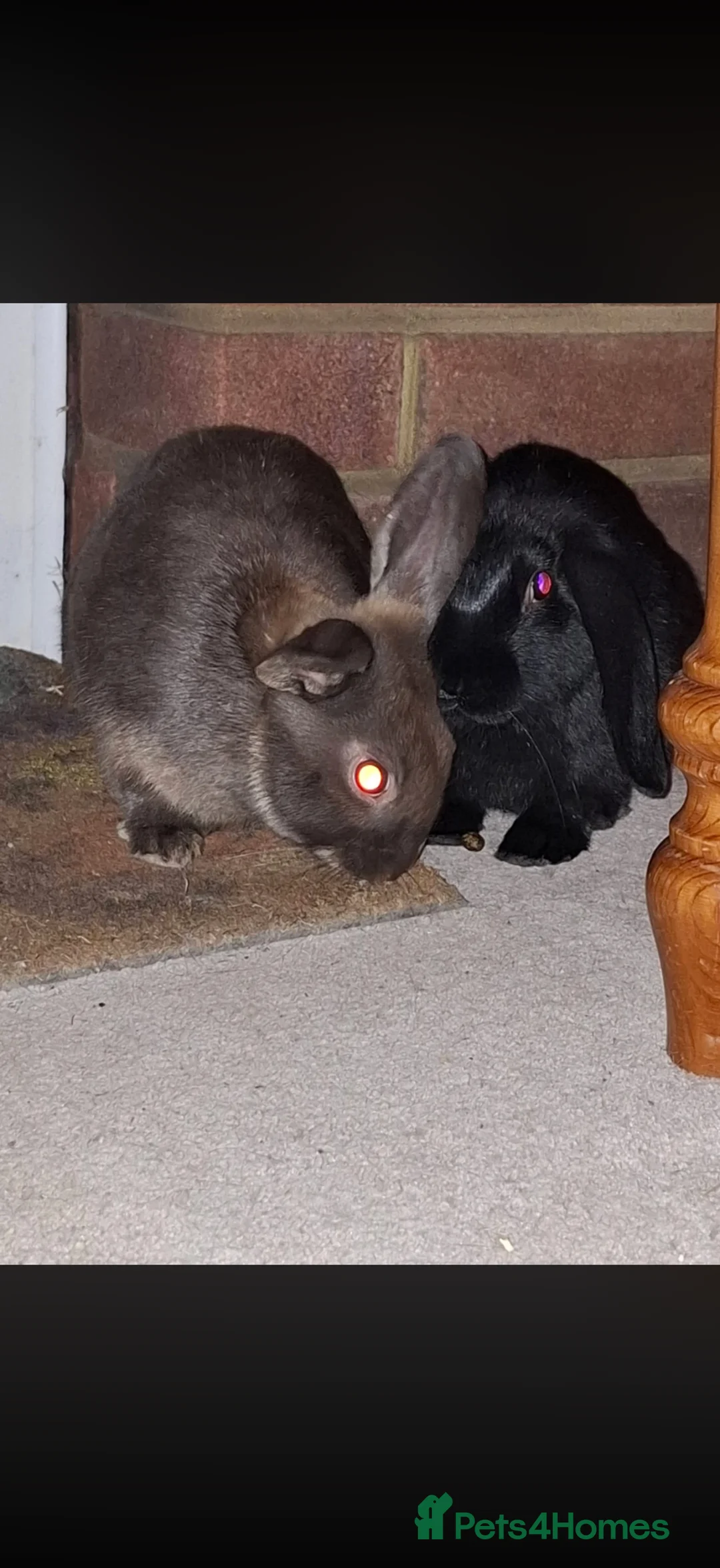 Mini Lop rabbits for sale: Mini lop rabbits  in Southampton - Advert 1