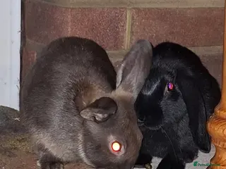 Mini Lop rabbits Mini lop rabbits - Advert 1